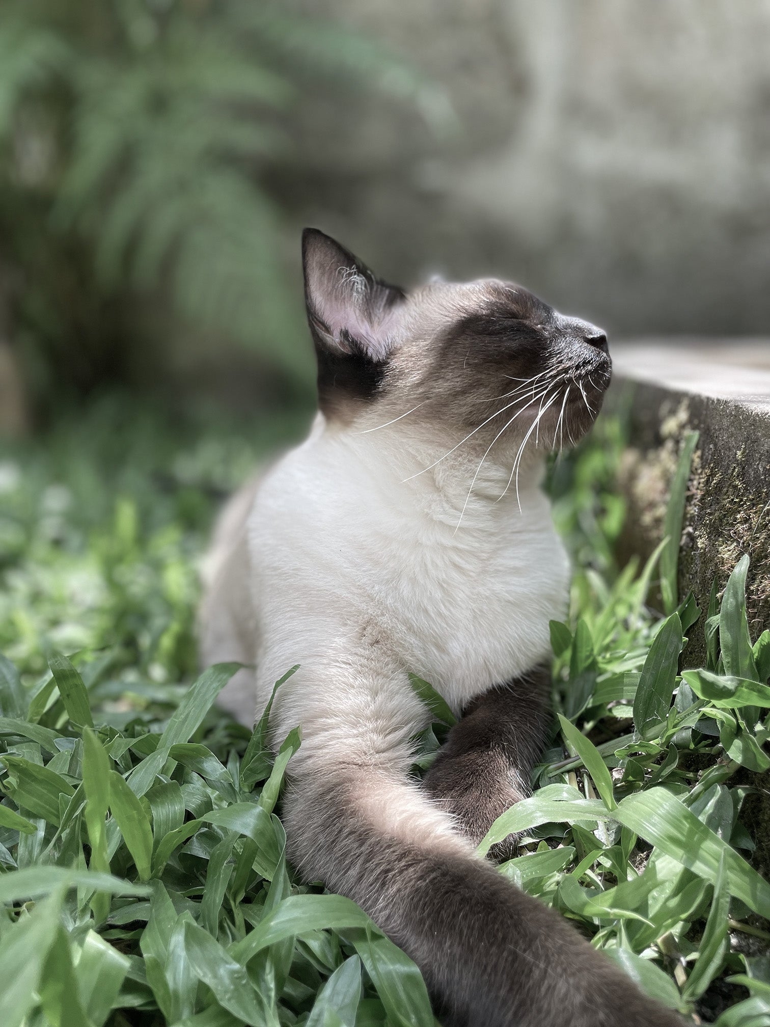 For Cats