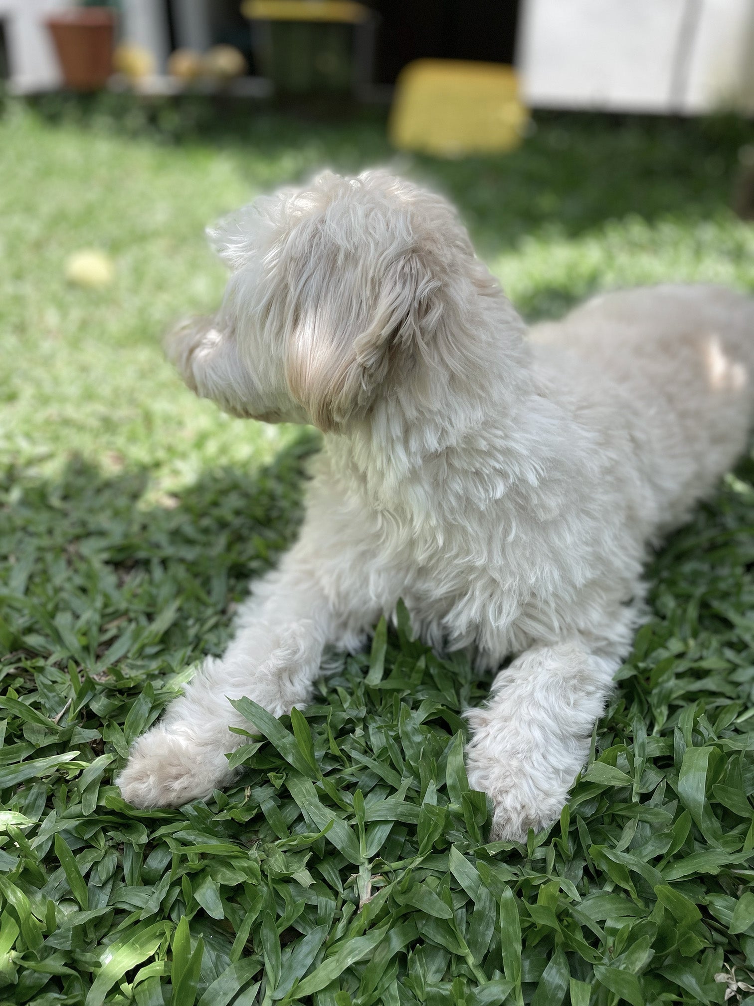 For Dogs