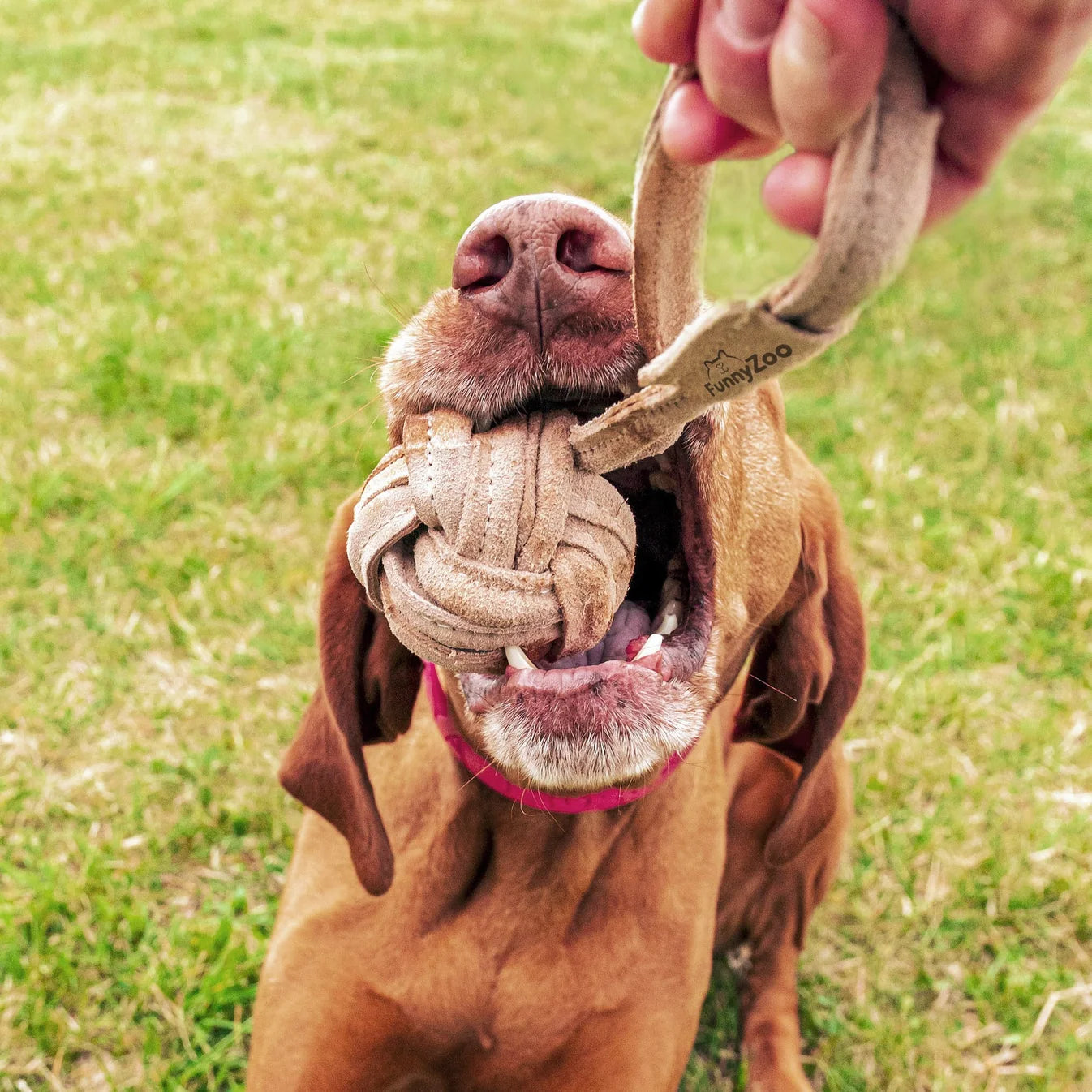 Leather Tug Toy