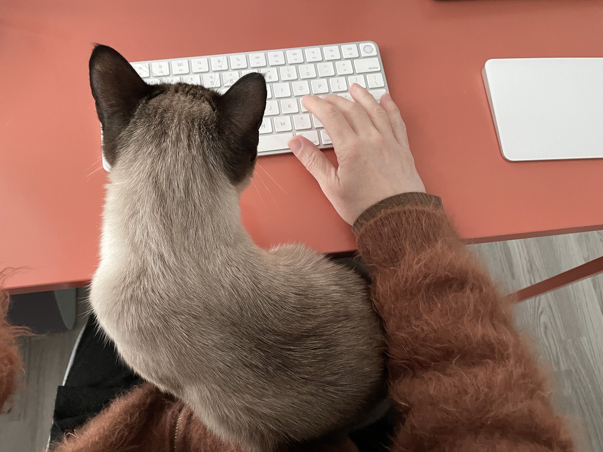 Person using a keyboard with a cat sitting on their lap at a desk.