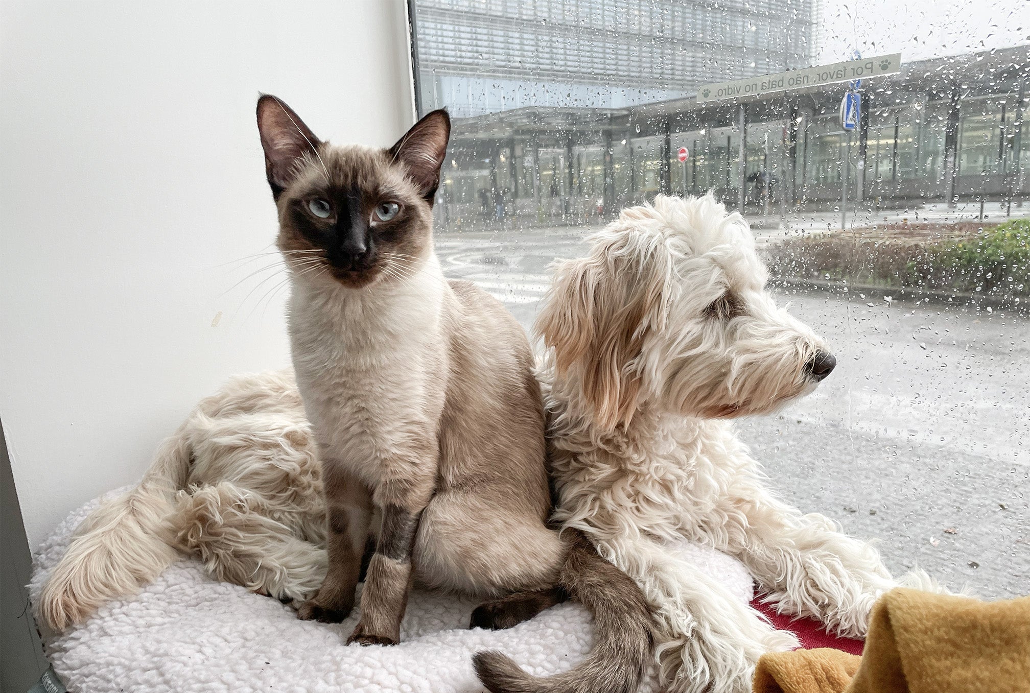 Cat and dog sitting together on a windowsill with a rainy street view of Porto outside.