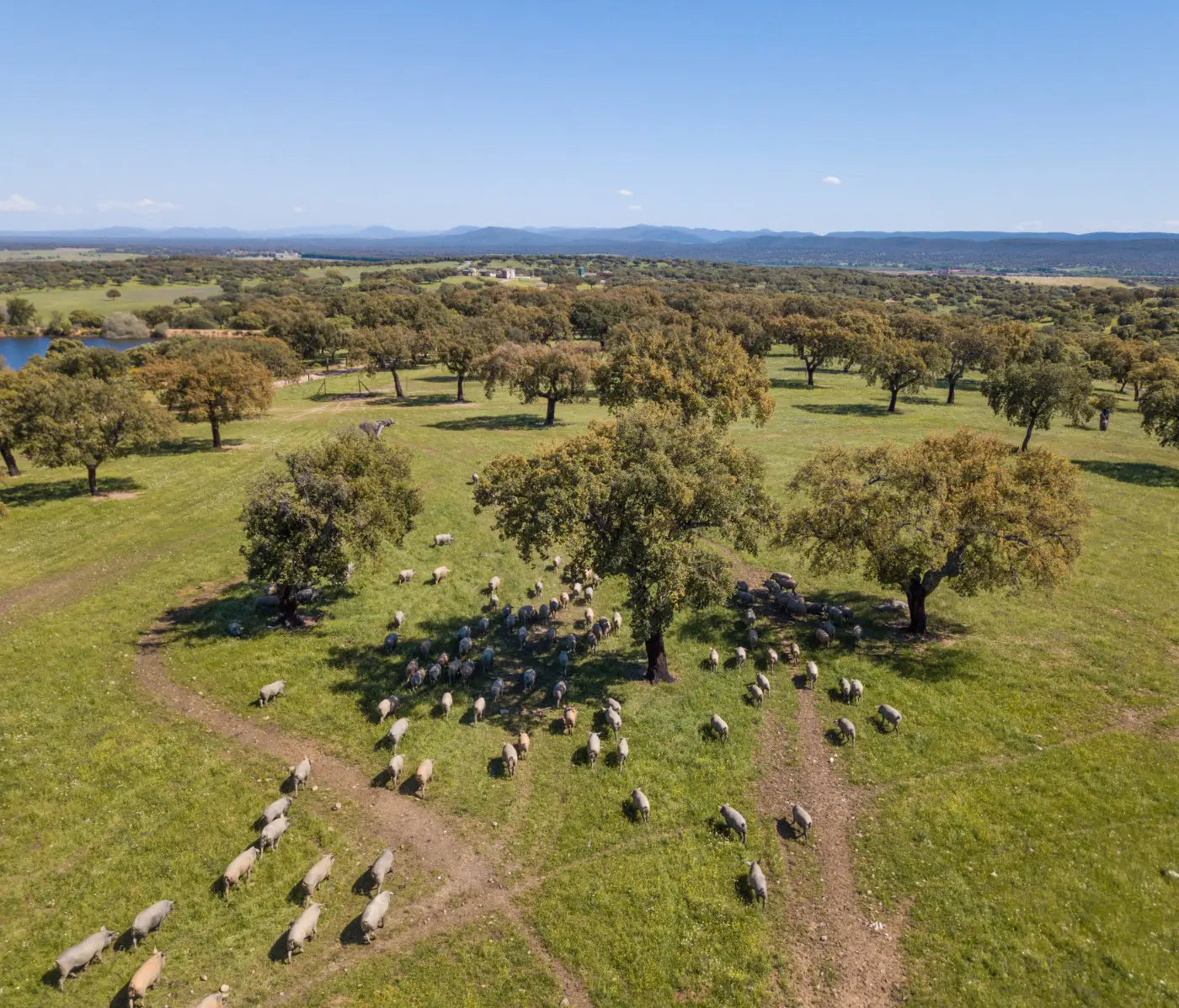 Aerial view of a herd of sheep grazing in a green field with trees and mountains in the distance.