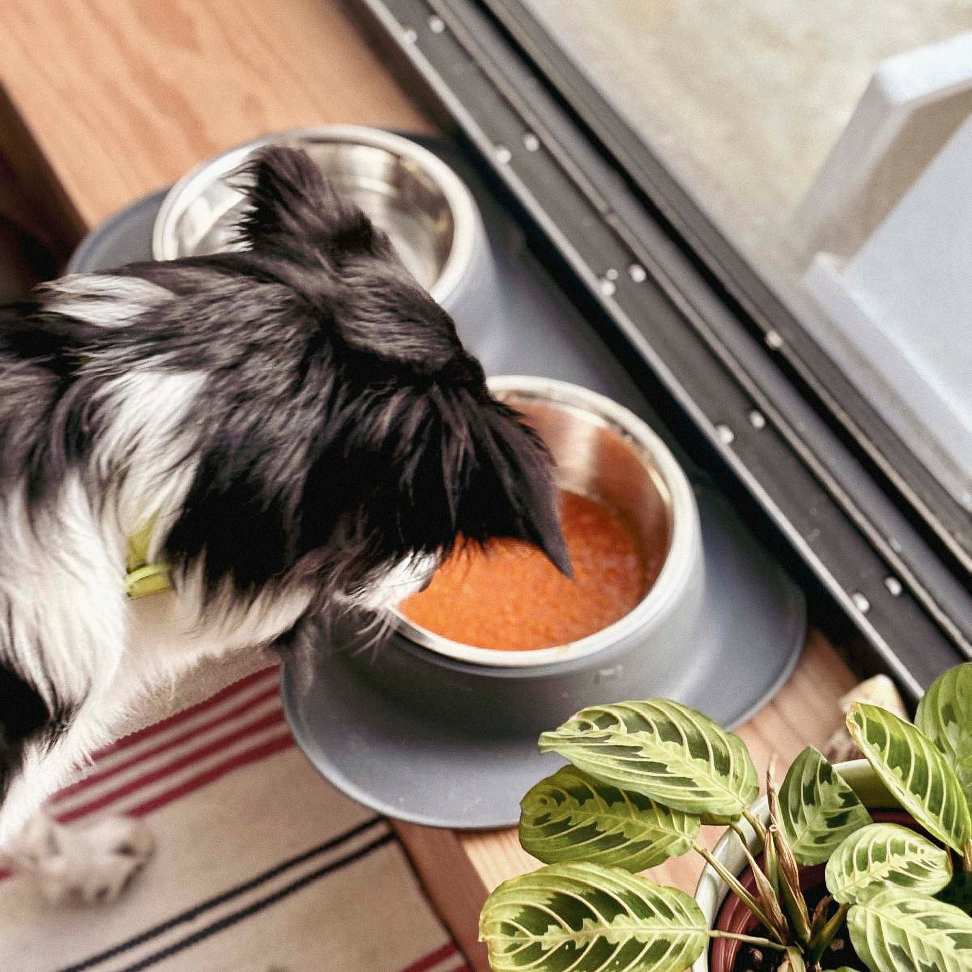 Moro's Carrot Soup for Dogs (200g)