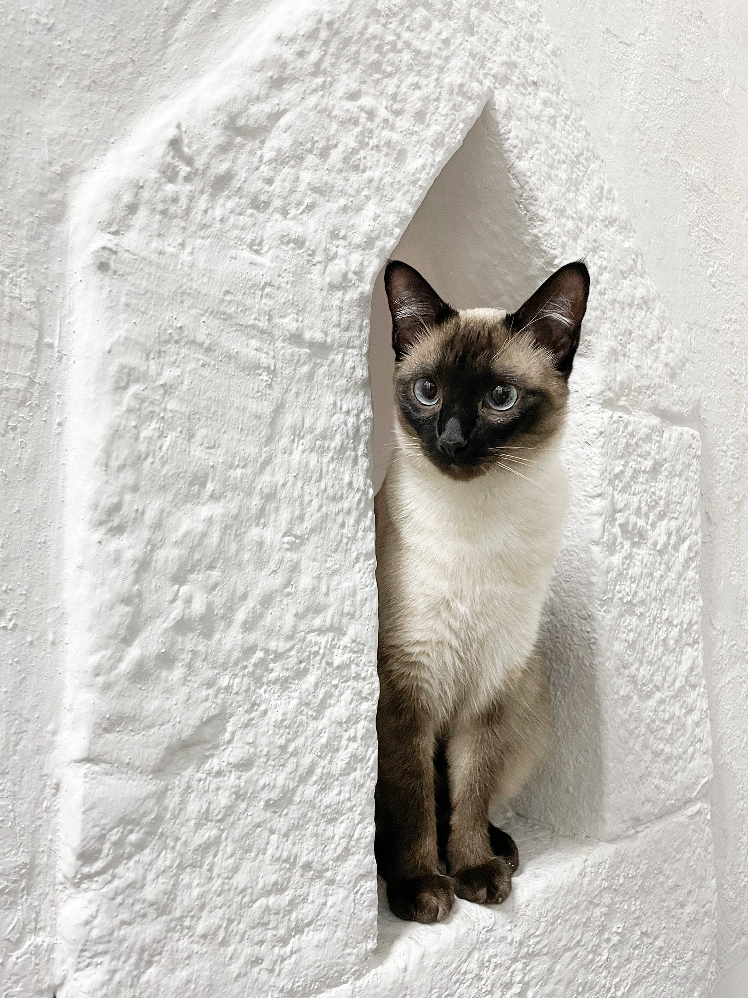 Siamese cat peeking out from a small opening in a white wall