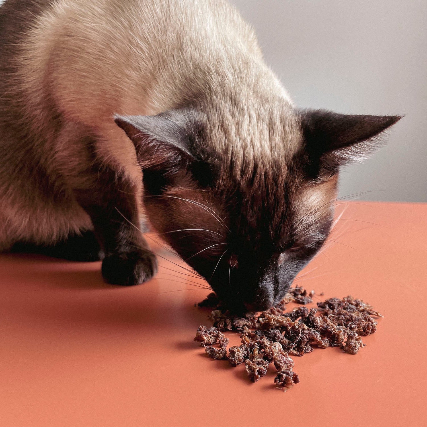 Siamese cat eating Mr. Bones dehydrated deer treats.