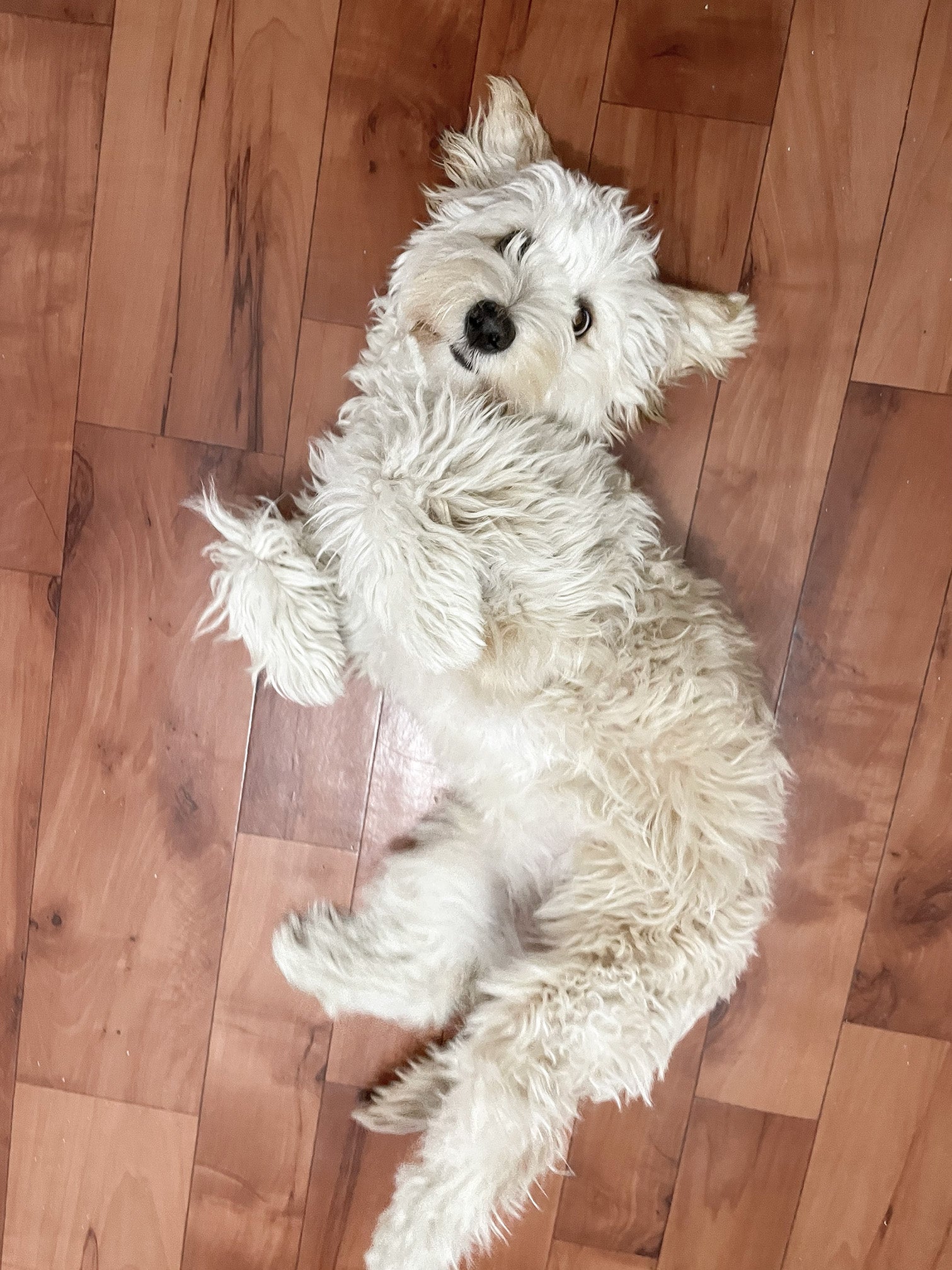 White dog lying on a wooden floor